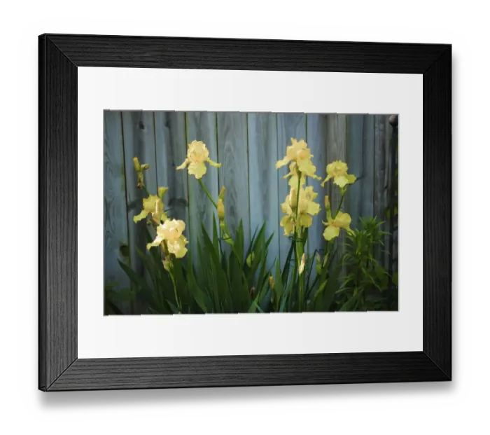 Framed Print : Yellow bearded iris and rustic wood fence Framed Print : Yellow bearded iris and rustic wood fence