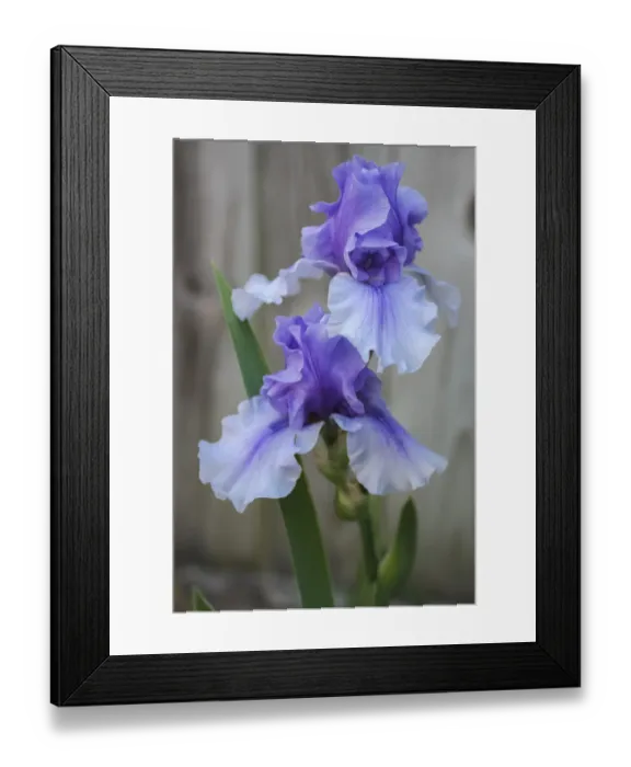 Framed Print : Lavender iris Framed Print : Lavender iris