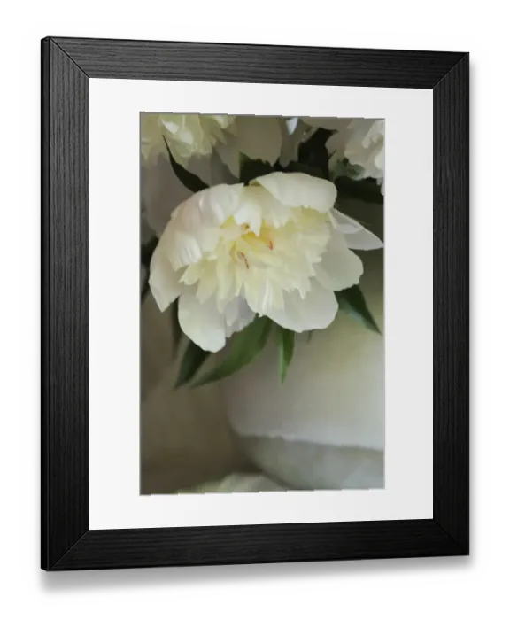 Framed Print : White peonies in cream pitcher Framed Print : White peonies in cream pitcher