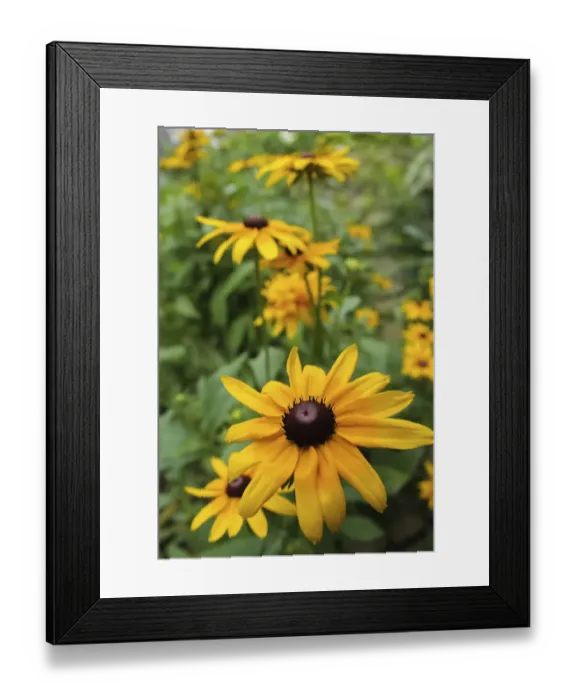 Framed Print : Black-eyed Susan flowers Framed Print : Black-eyed Susan flowers