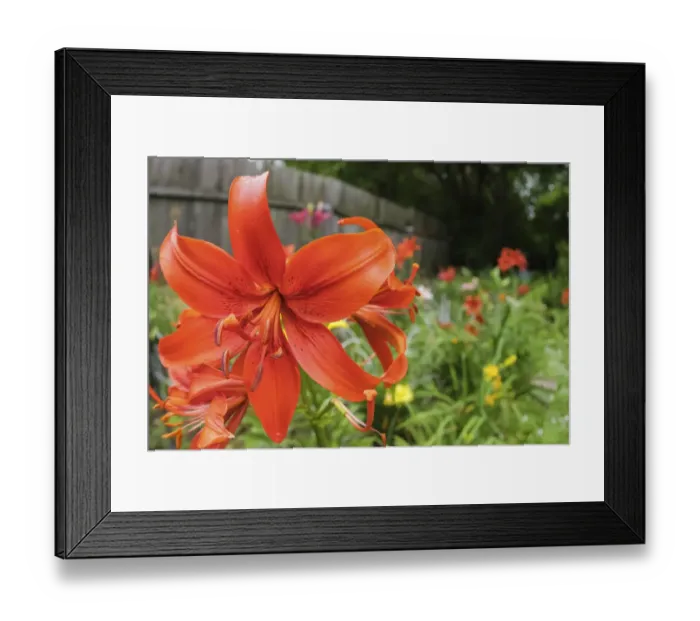 Framed Print : Orange tiger lily