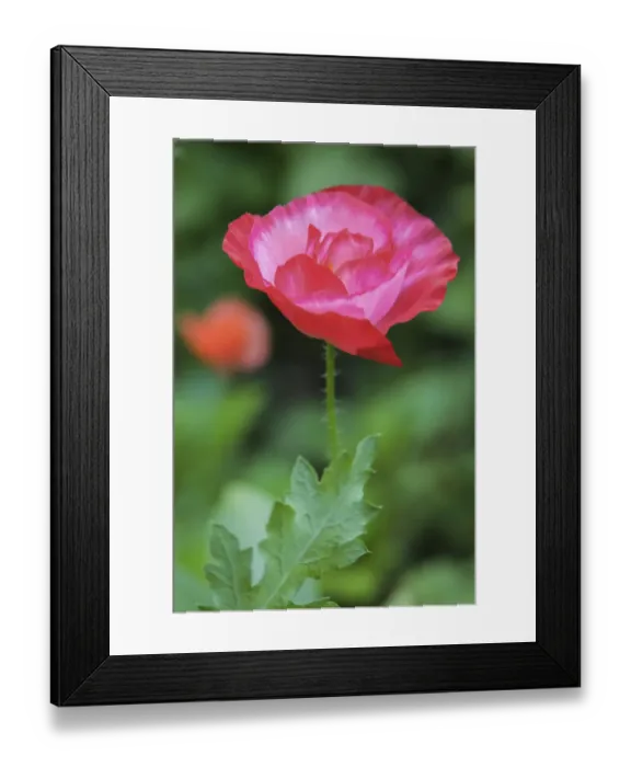 Framed Print : Red poppy flower Framed Print : Red poppy flower