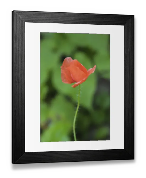 Framed Print : Poppy flower Framed Print : Poppy flower