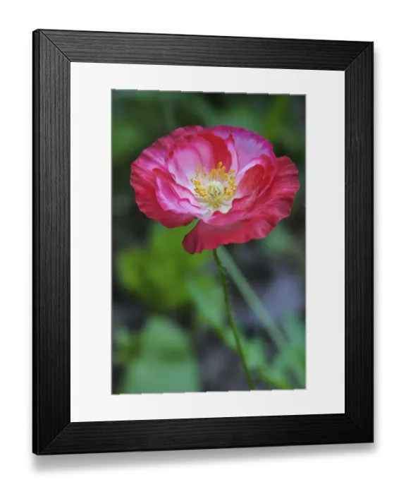 Framed Print : Pink poppy flower Framed Print : Pink poppy flower
