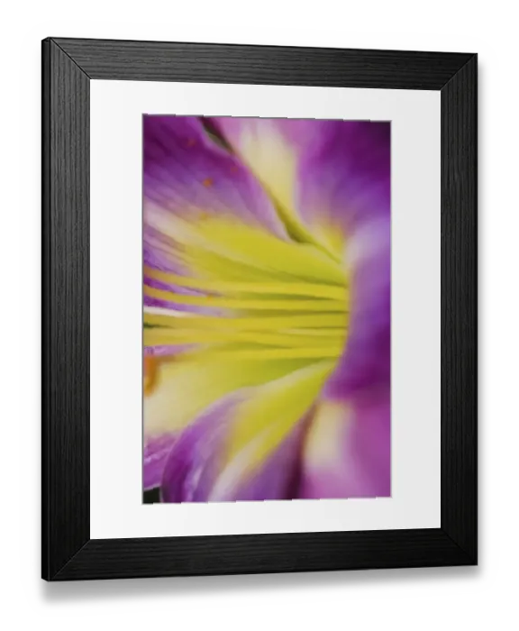 Framed Print : Pink daylily