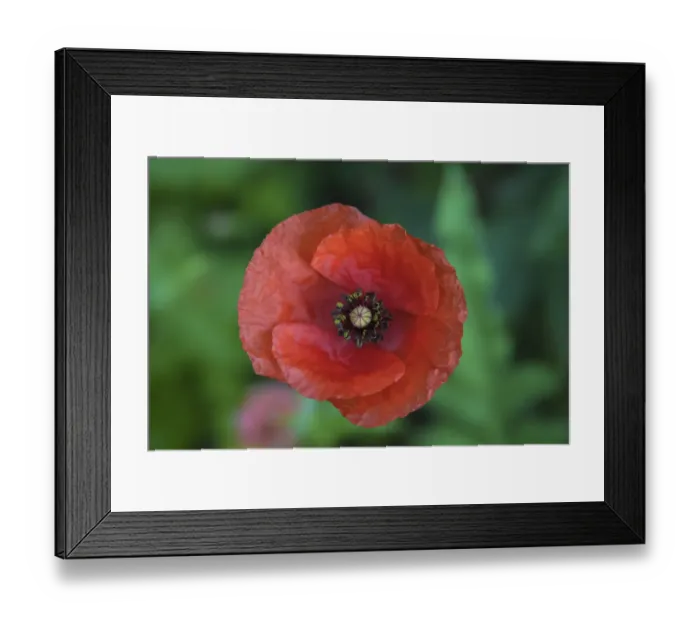 Framed Print : Red poppy flower Framed Print : Red poppy flower