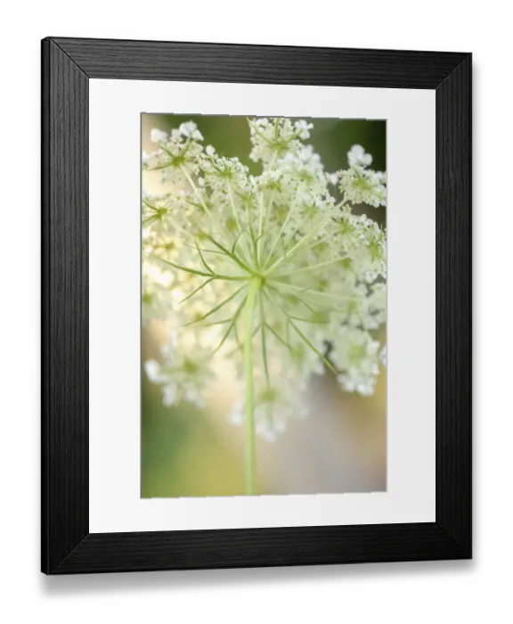 Framed Print : Queen Annes lace flower