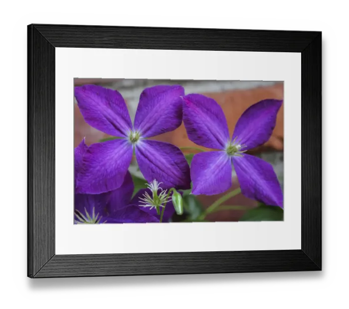 Framed Print : Purple clematis flowers Framed Print : Purple clematis flowers