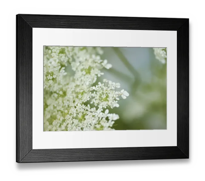 Framed Print : Queen Annes lace flower