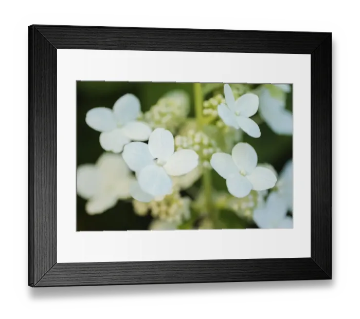 Framed Print : Hydrangea bloom Framed Print : Hydrangea bloom