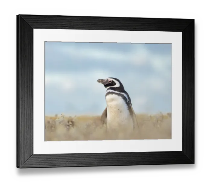 Framed Print : Magellanic Penguin, Falkland Islands Framed Print : Magellanic Penguin, Falkland Islands