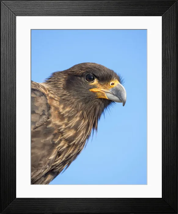 Framed Print : Adult with typical yellow skin in face. Striated Caracara or Johnny Rook, protected