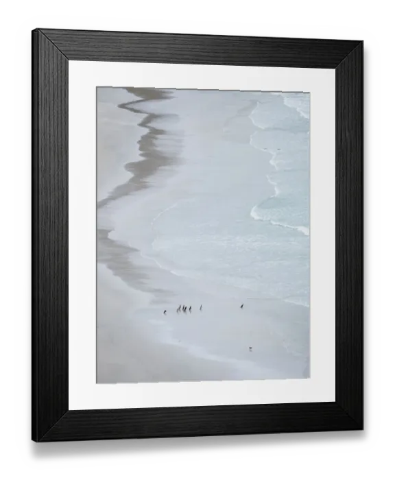 Framed Print : Group on empty beach. Magellanic Penguin, Falkland Islands