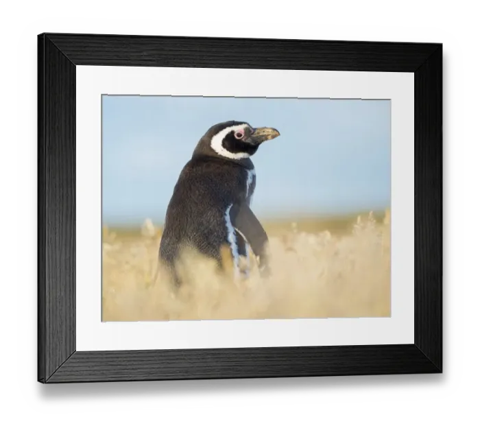 Framed Print : Magellanic Penguin, Falkland Islands Framed Print : Magellanic Penguin, Falkland Islands