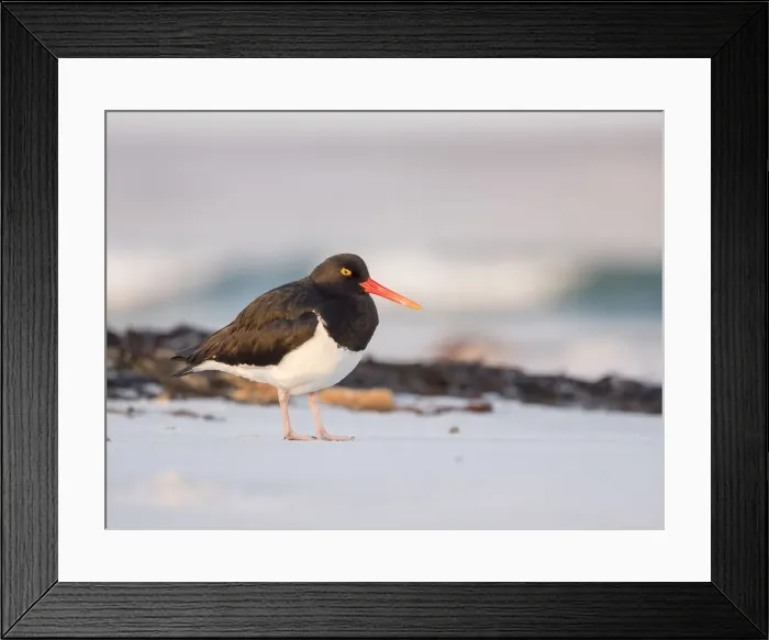 Framed Print : Magellanic Oystercatcher, Falkland Islands, Sea Lion Island Framed Print : Magellanic Oystercatcher, Falkland Islands, Sea Lion Island