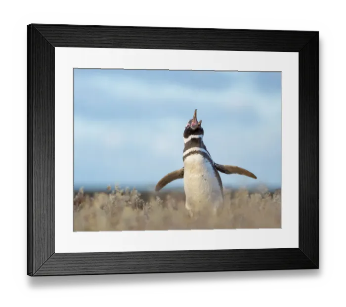 Framed Print : Magellanic Penguin, Falkland Islands