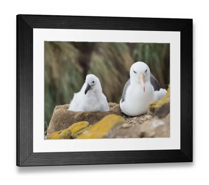 Framed Print : Chick on tower-shaped nest. Black-browed albatross or black-browed mollymawk, Falkland Islands Framed Print : Chick on tower-shaped nest. Black-browed albatross or black-browed mollymawk, Falkland Islands