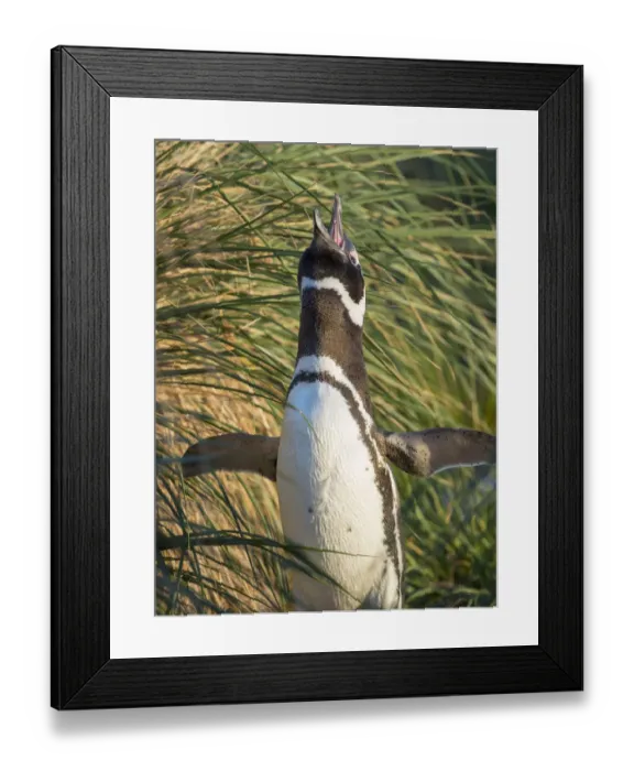Framed Print : Magellanic Penguin, Falkland Islands Framed Print : Magellanic Penguin, Falkland Islands