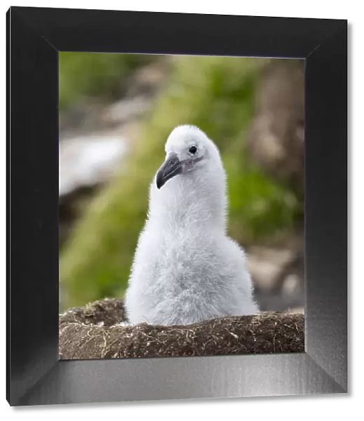 Chick on tower-shaped nest. Black-browed albatross or black-browed mollymawk, Falkland Islands