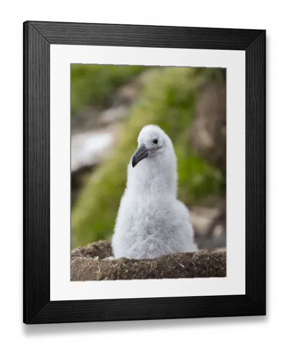 Framed Print : Chick on tower-shaped nest. Black-browed albatross or black-browed mollymawk, Falkland Islands Framed Print : Chick on tower-shaped nest. Black-browed albatross or black-browed mollymawk, Falkland Islands