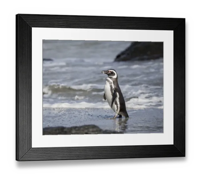 Framed Print : Magellanic Penguin, Falkland Islands