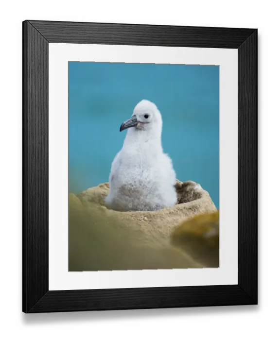 Framed Print : Chick on tower-shaped nest. Black-browed albatross or black-browed mollymawk, Falkland Islands