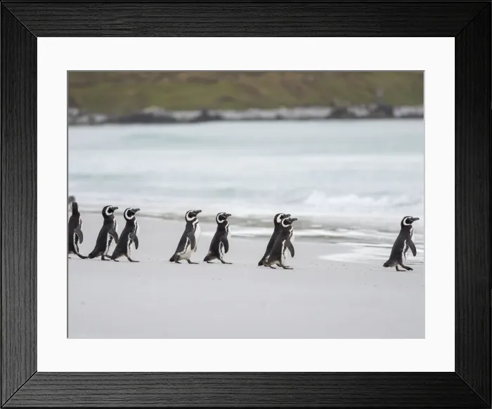 Framed Print : Magellanic Penguin, Falkland Islands