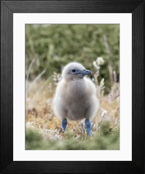 Framed Print : Falkland skua or brown skua chick. They are the great skua of the southern polar