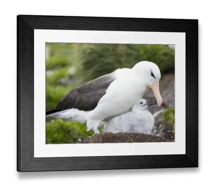 Framed Print : Adult black-browed albatross feeding chick on tower-shaped nest, Falkland Islands Framed Print : Adult black-browed albatross feeding chick on tower-shaped nest, Falkland Islands