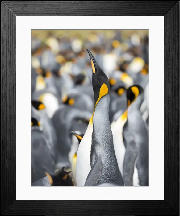 Framed Print : King Penguin on Falkland Islands