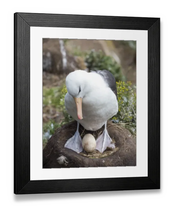 Framed Print : Adult with egg on tower-shaped nest. Black-browed albatross or black-browed mollymawk