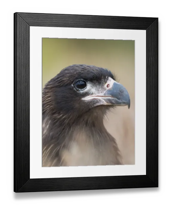 Framed Print : Juvenile with typical pale skin in face. Striated Caracara or Johnny Rook, protected Framed Print : Juvenile with typical pale skin in face. Striated Caracara or Johnny Rook, protected