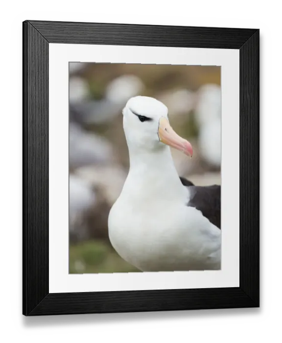 Framed Print : Black-browed albatross or black-browed mollymawk, Falkland Islands Framed Print : Black-browed albatross or black-browed mollymawk, Falkland Islands