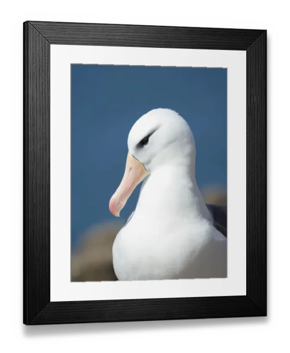 Framed Print : Black-browed albatross or black-browed mollymawk, Falkland Islands Framed Print : Black-browed albatross or black-browed mollymawk, Falkland Islands