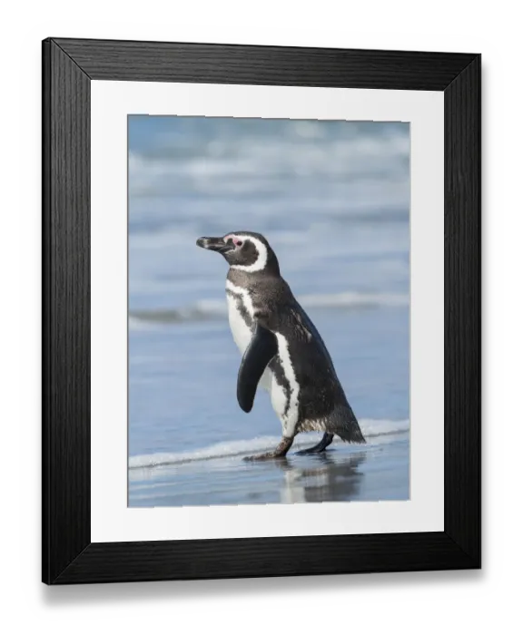 Framed Print : Magellanic Penguin, Falkland Islands Framed Print : Magellanic Penguin, Falkland Islands