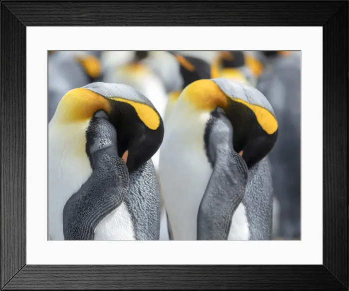 Framed Print : King Penguin on Falkland Islands Framed Print : King Penguin on Falkland Islands