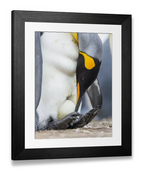 Framed Print : Egg being incubated by adult while balancing on feet. King Penguin on Falkland Islands Framed Print : Egg being incubated by adult while balancing on feet. King Penguin on Falkland Islands
