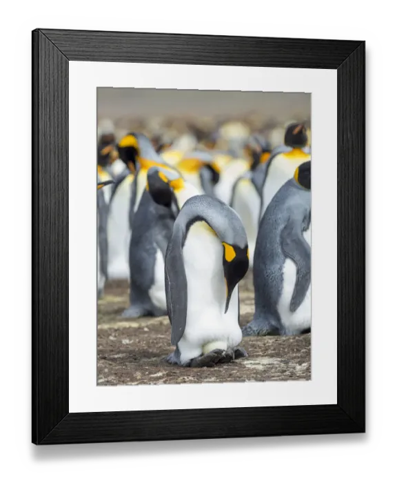 Framed Print : Egg being incubated by adult while balancing on feet. King Penguin on Falkland Islands Framed Print : Egg being incubated by adult while balancing on feet. King Penguin on Falkland Islands