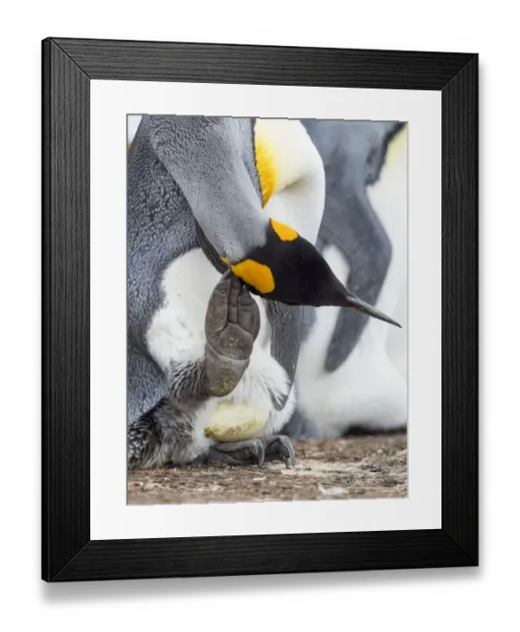 Framed Print : Egg being incubated by adult while balancing on feet. King Penguin on Falkland Islands Framed Print : Egg being incubated by adult while balancing on feet. King Penguin on Falkland Islands