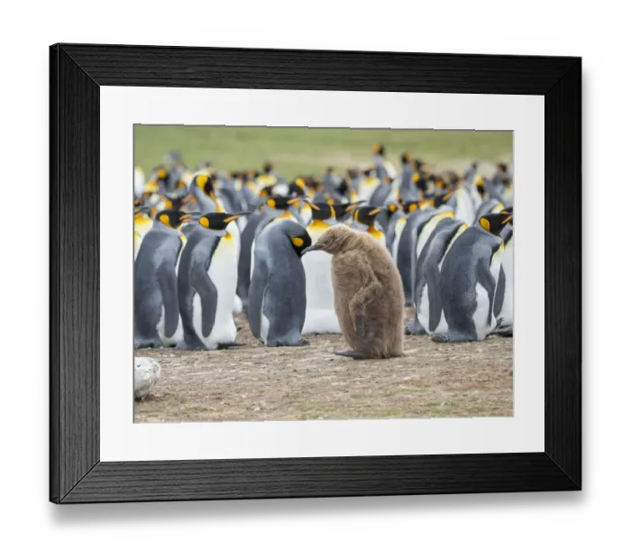 Framed Print : Chick in brown plumage. King Penguin on Falkland Islands Framed Print : Chick in brown plumage. King Penguin on Falkland Islands