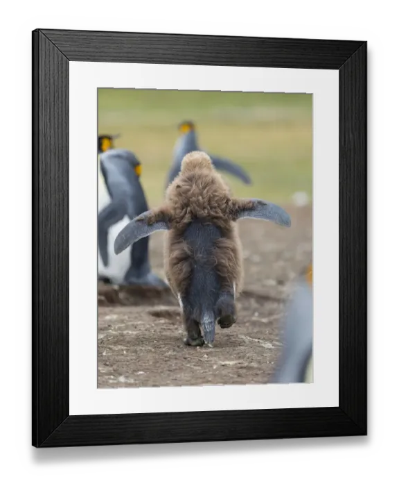 Framed Print : Chick in brown plumage. King Penguin on Falkland Islands