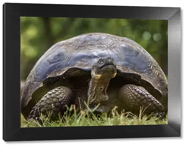 Ecuador, Galapagos Islands, Santa Cruz highlands. Galapagos giant tortoise portrait