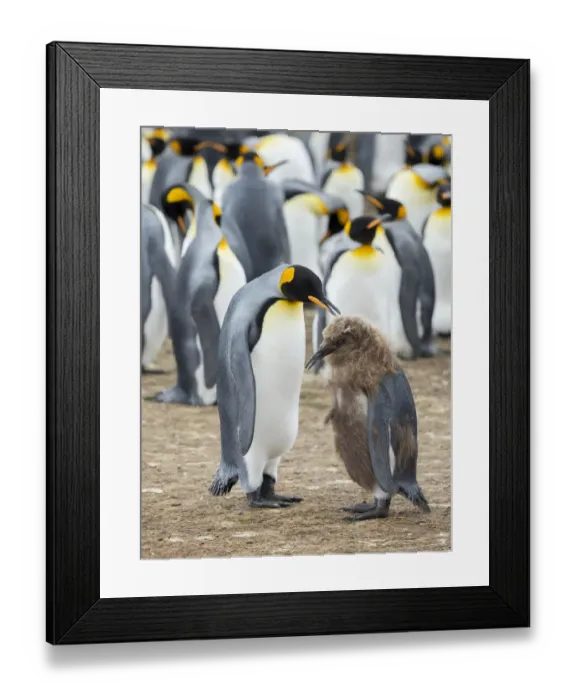 Framed Print : Feeding a chick in brown plumage. King Penguin on Falkland Islands Framed Print : Feeding a chick in brown plumage. King Penguin on Falkland Islands