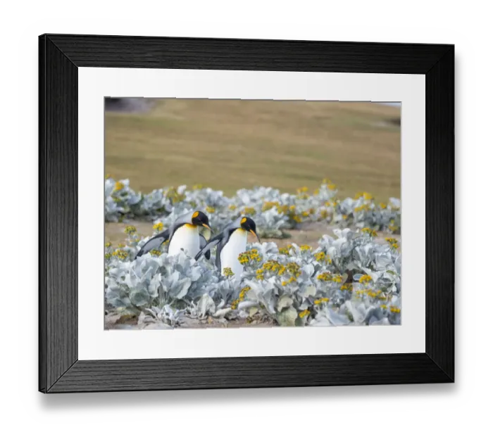 Framed Print : King Penguin on Falkland Islands Framed Print : King Penguin on Falkland Islands