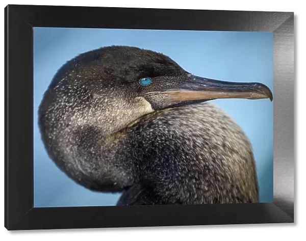 Ecuador, Galapagos, Genovesa Island, Flightless cormorant portrait