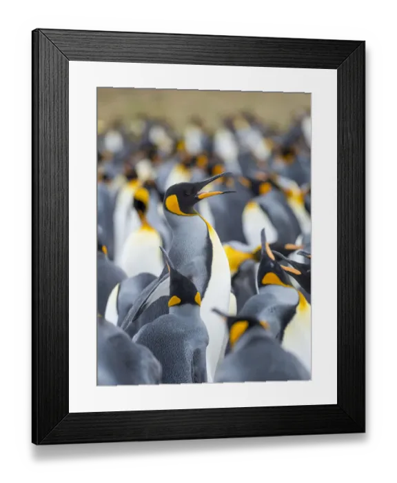 Framed Print : Adult king penguin running through rookery while being pecked at by neighbors, Falkland Islands Framed Print : Adult king penguin running through rookery while being pecked at by neighbors, Falkland Islands