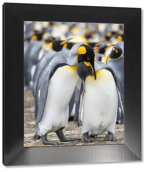 Courtship display. King Penguin on Falkland Islands