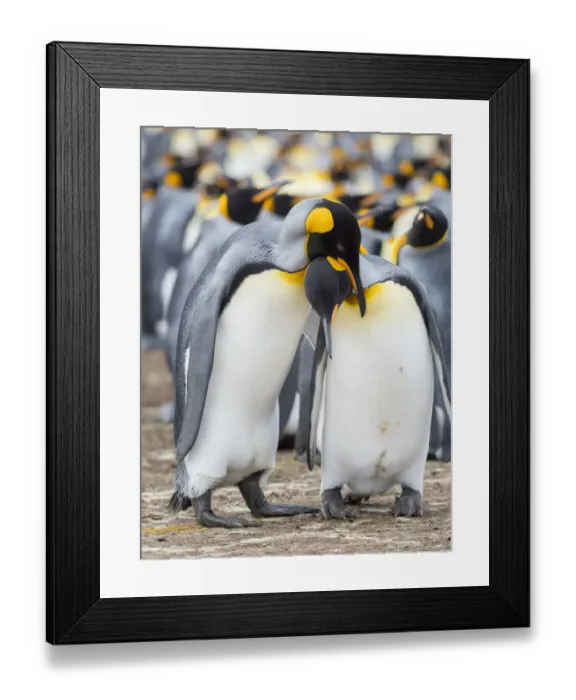 Framed Print : Courtship display. King Penguin on Falkland Islands
