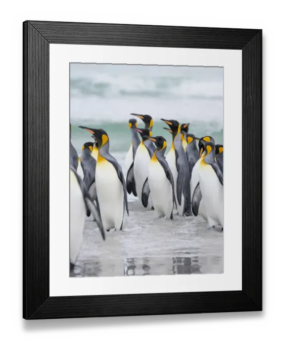 Framed Print : King Penguin on Falkland Islands Framed Print : King Penguin on Falkland Islands