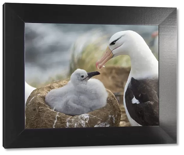 Adult and chick black-browed albatross on tower-shaped nest, Falkland Islands